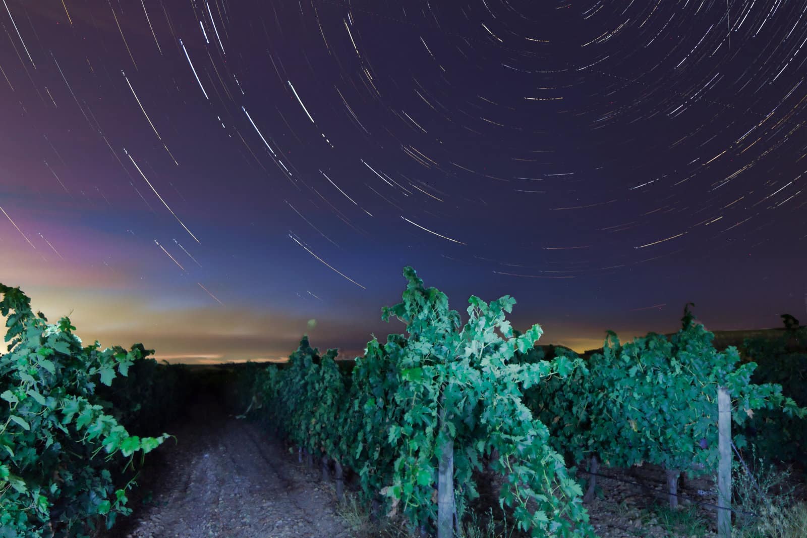 Entre viñas y estrellas